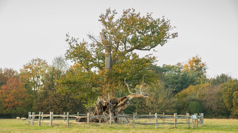 The Tea Party Oak at Ickworth Estate